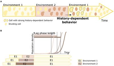 Do microbes have a memory? History-dependent behavior in the adaptation to variable environments